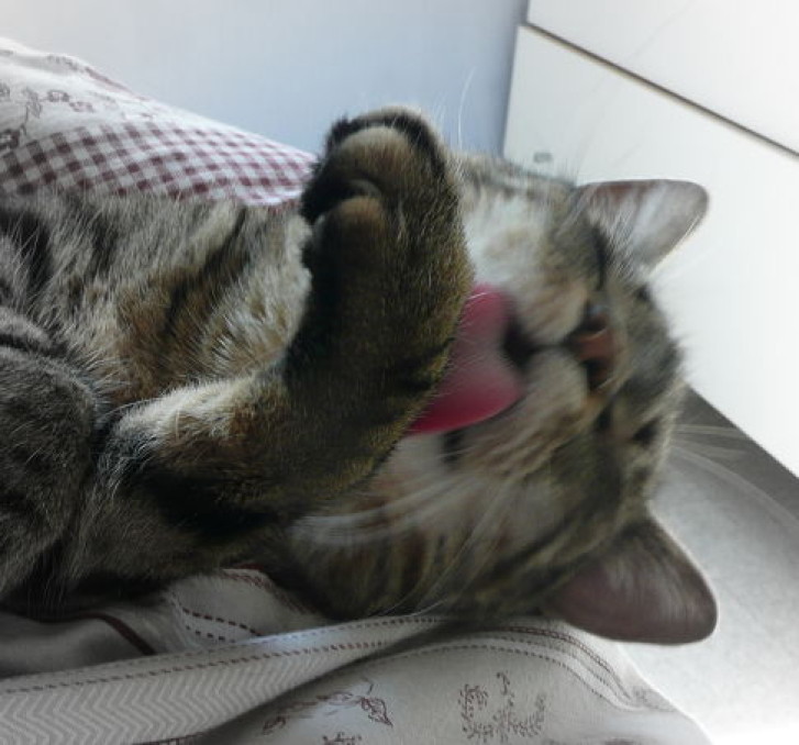 Picture of a cat / kitten / feline