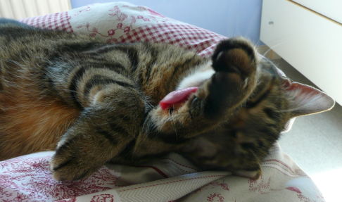 Picture of a cat / kitten / feline