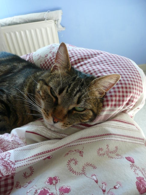 Picture of a cat / kitten / feline