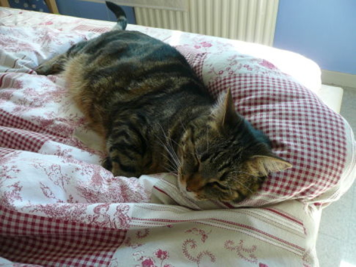 Picture of a cat / kitten / feline