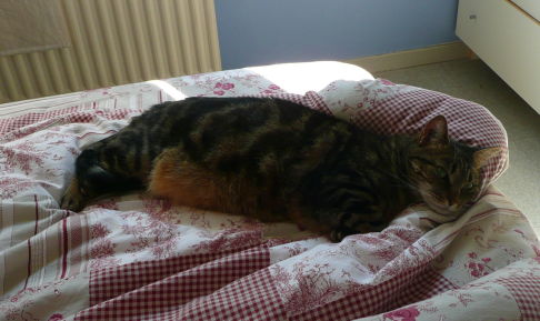 Picture of a cat / kitten / feline