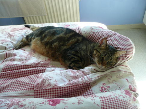 Picture of a cat / kitten / feline