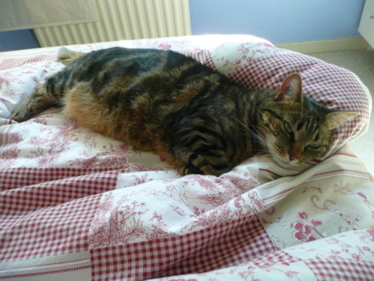 Picture of a cat / kitten / feline