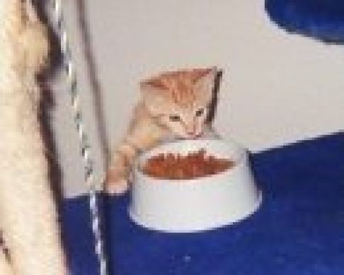 Picture of a cat / kitten / feline