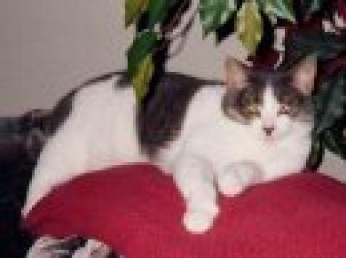 Picture of a cat / kitten / feline