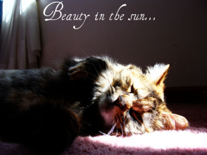 Picture of a cat / kitten / feline