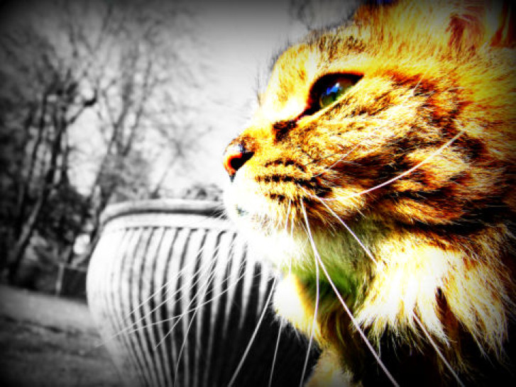 Picture of a cat / kitten / feline