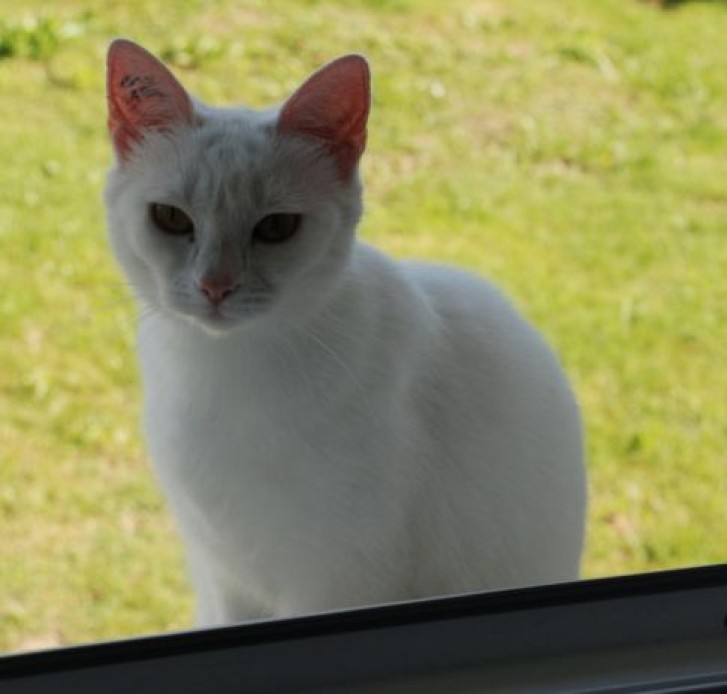 Picture of a cat / kitten / feline