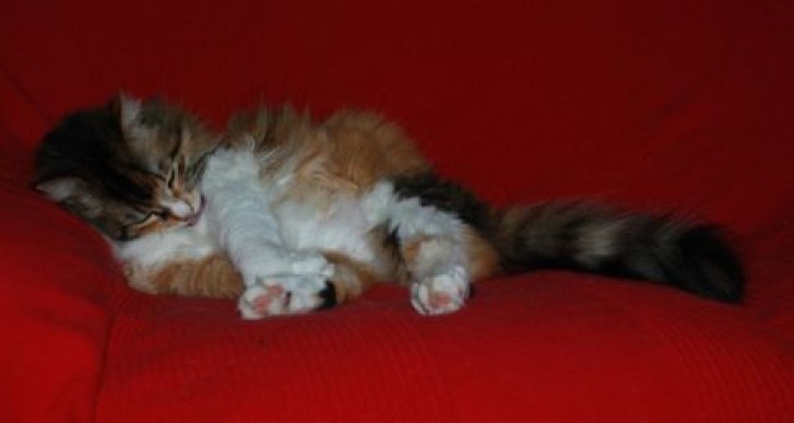 Picture of a cat / kitten / feline