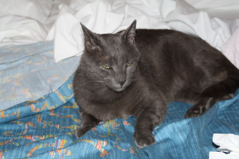 Picture of a cat / kitten / feline