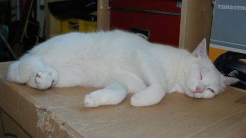 Picture of a cat / kitten / feline