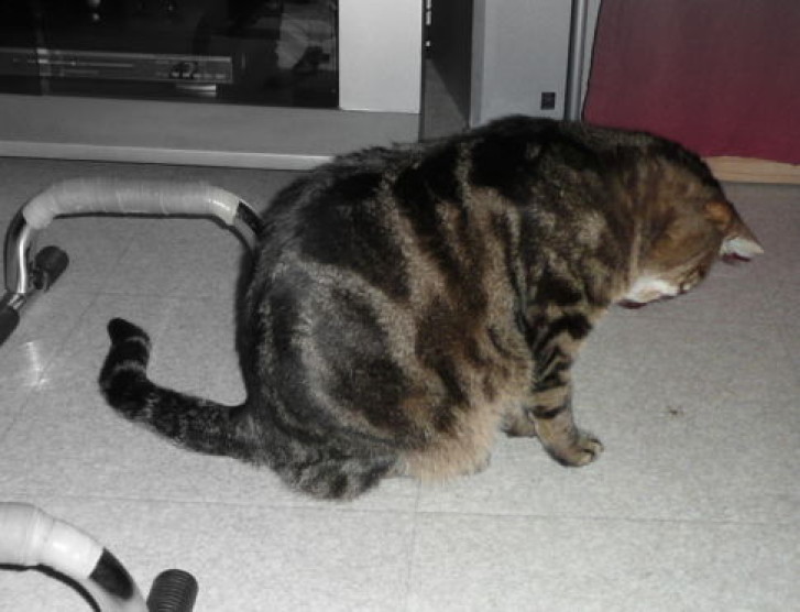 Picture of a cat / kitten / feline