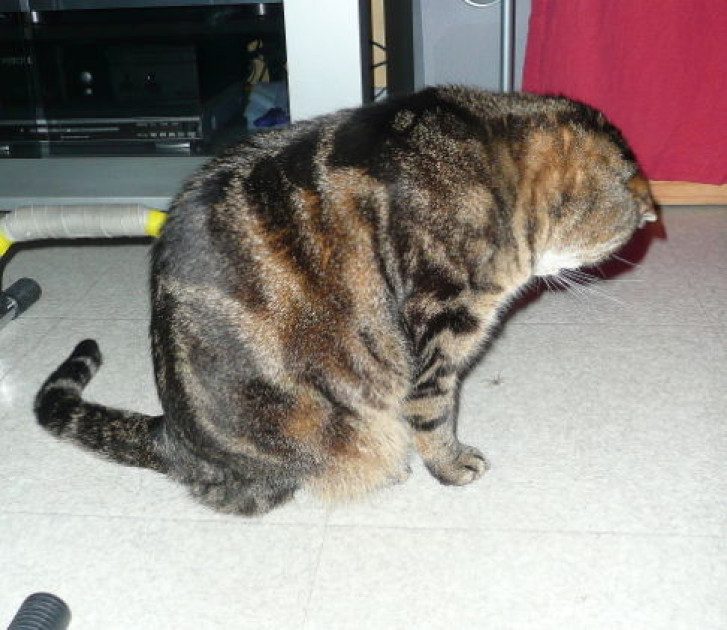 Picture of a cat / kitten / feline