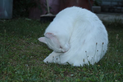 Picture of a cat / kitten / feline