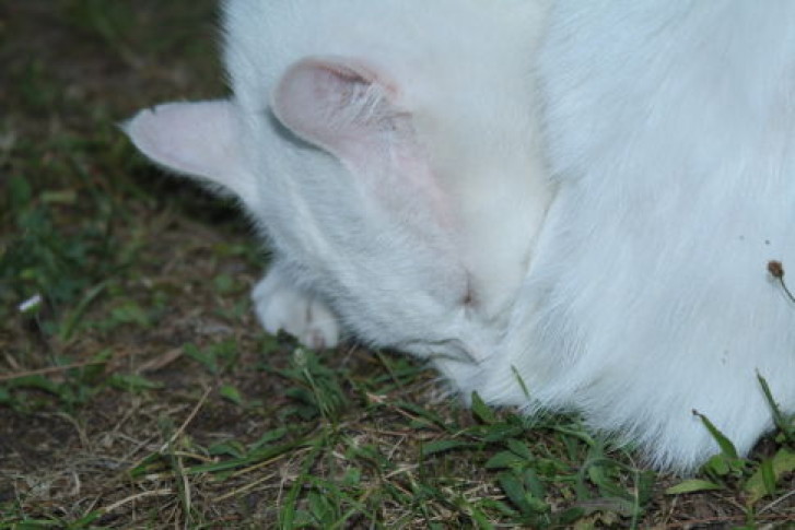 Picture of a cat / kitten / feline