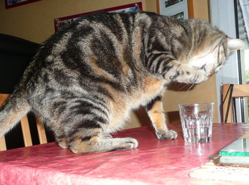 Picture of a cat / kitten / feline