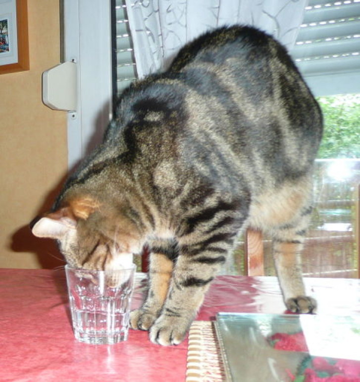 Picture of a cat / kitten / feline