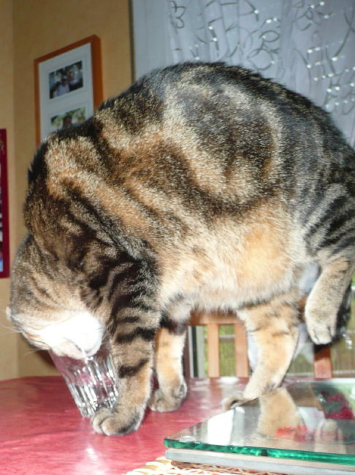 Picture of a cat / kitten / feline