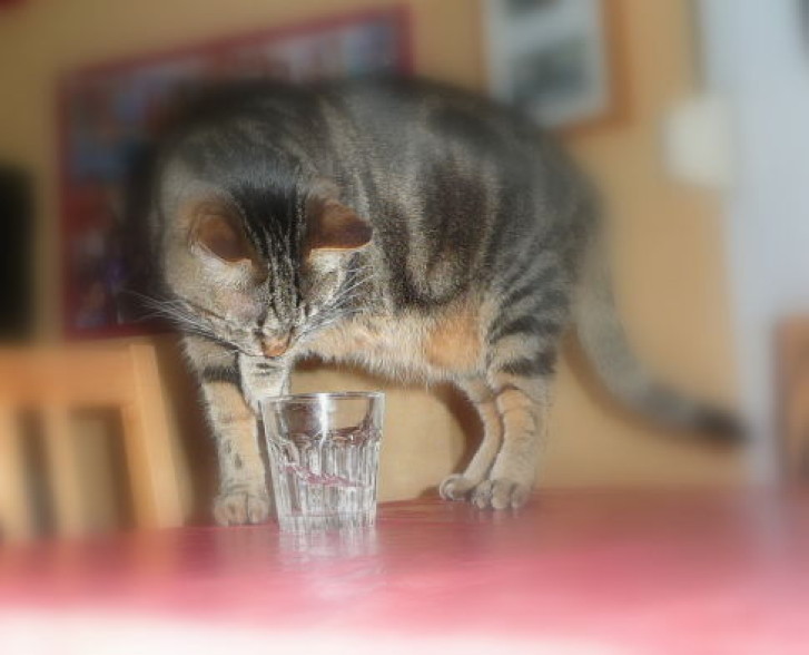 Picture of a cat / kitten / feline