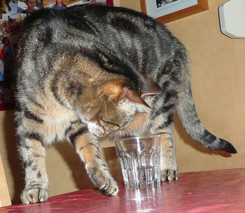 Picture of a cat / kitten / feline