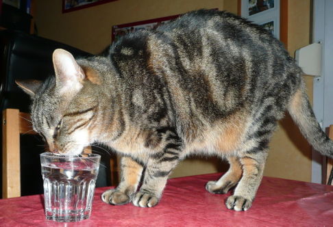 Picture of a cat / kitten / feline