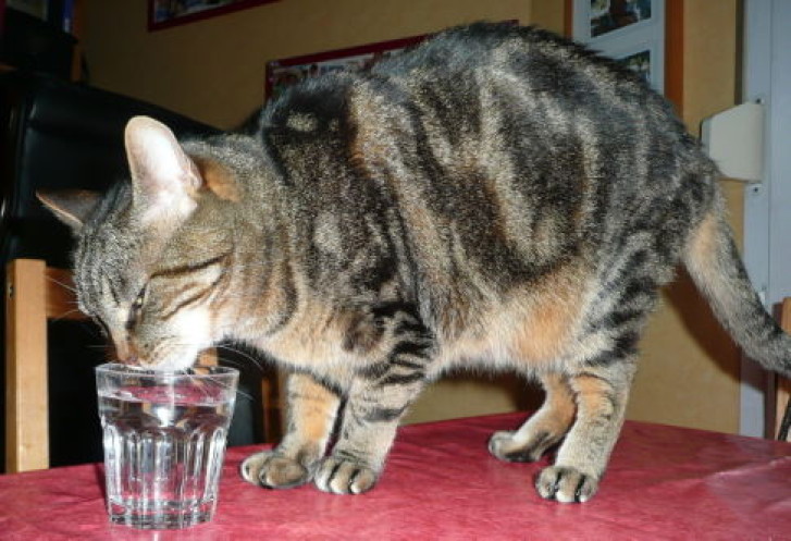 Picture of a cat / kitten / feline