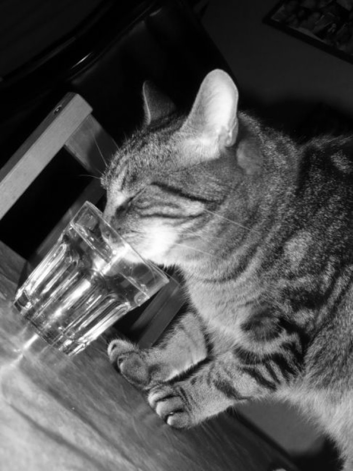 Picture of a cat / kitten / feline