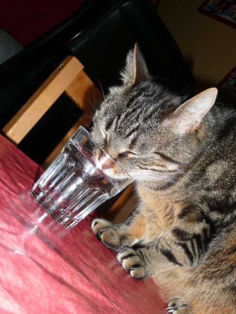 Picture of a cat / kitten / feline