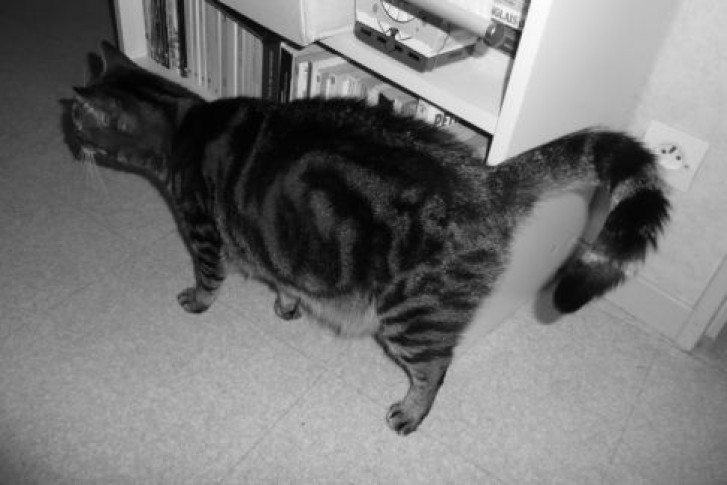 Picture of a cat / kitten / feline