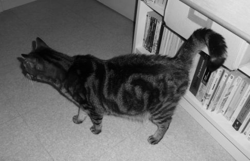 Picture of a cat / kitten / feline