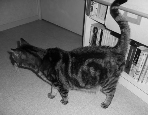 Picture of a cat / kitten / feline