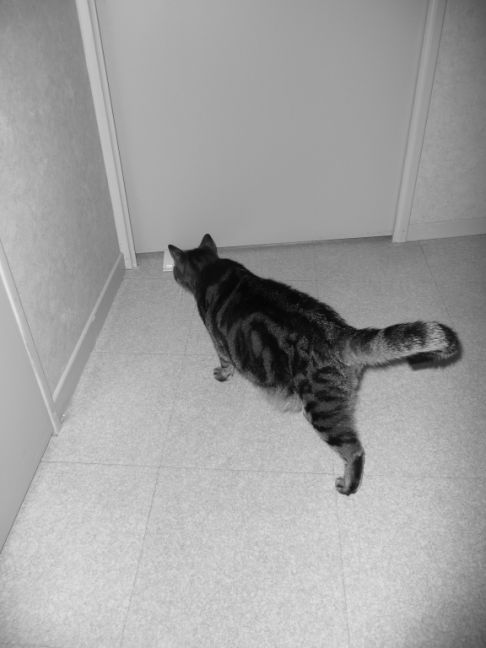 Picture of a cat / kitten / feline