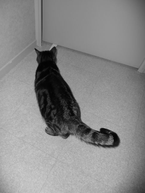 Picture of a cat / kitten / feline