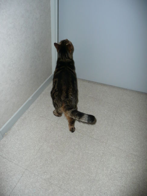 Picture of a cat / kitten / feline