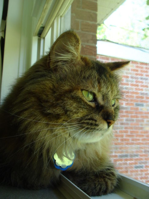 Picture of a cat / kitten / feline