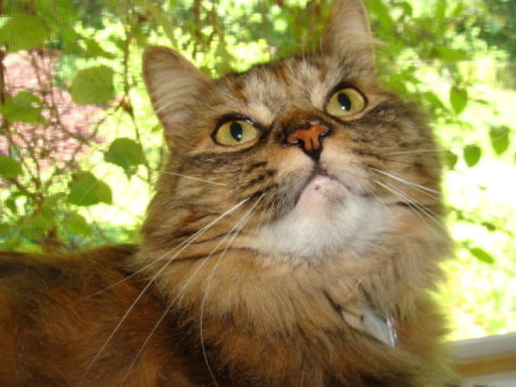 Picture of a cat / kitten / feline