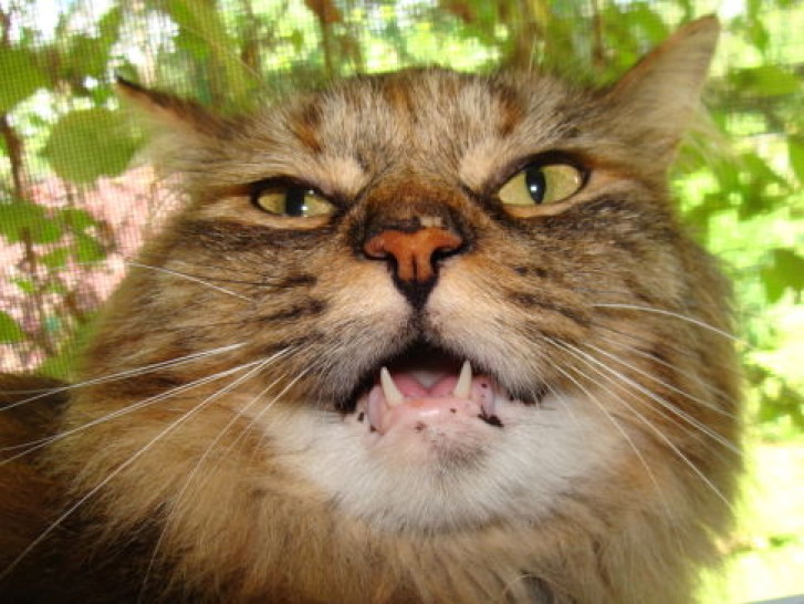 Picture of a cat / kitten / feline