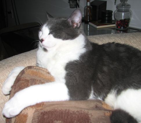 Picture of a cat / kitten / feline