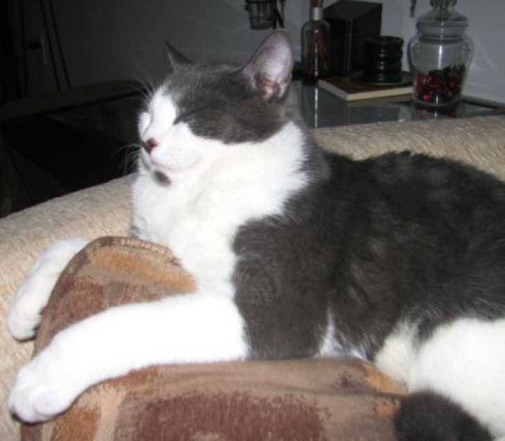 Picture of a cat / kitten / feline