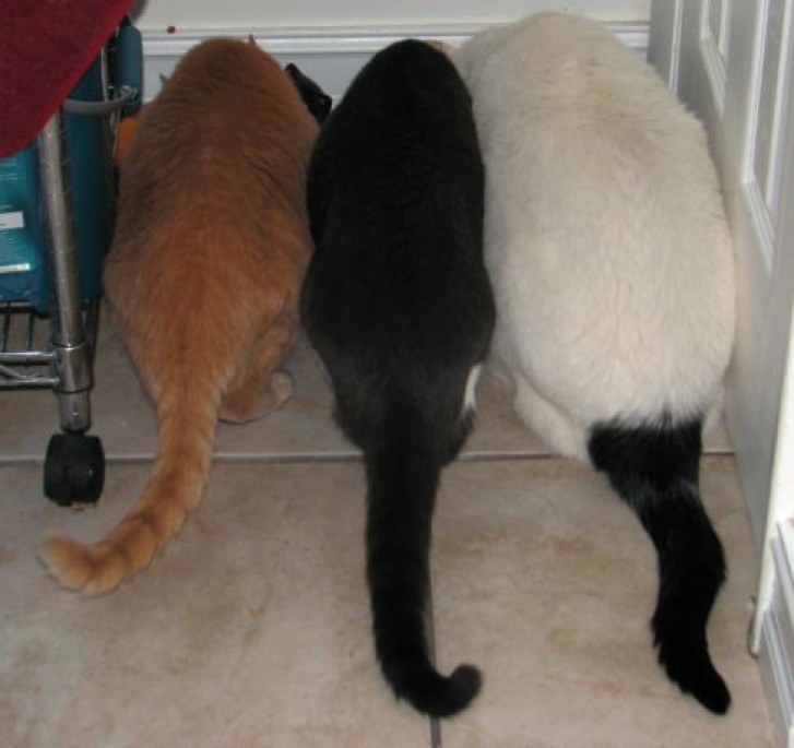 Picture of a cat / kitten / feline