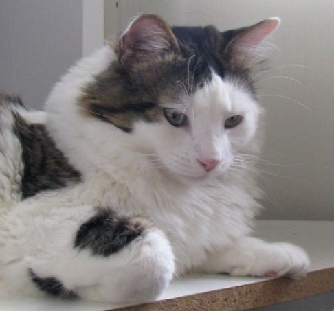 Picture of a cat / kitten / feline