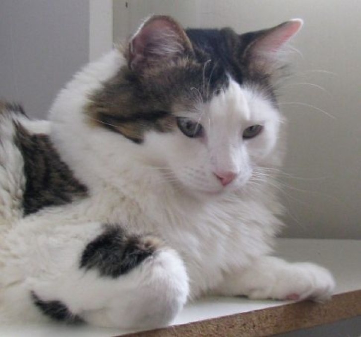 Picture of a cat / kitten / feline