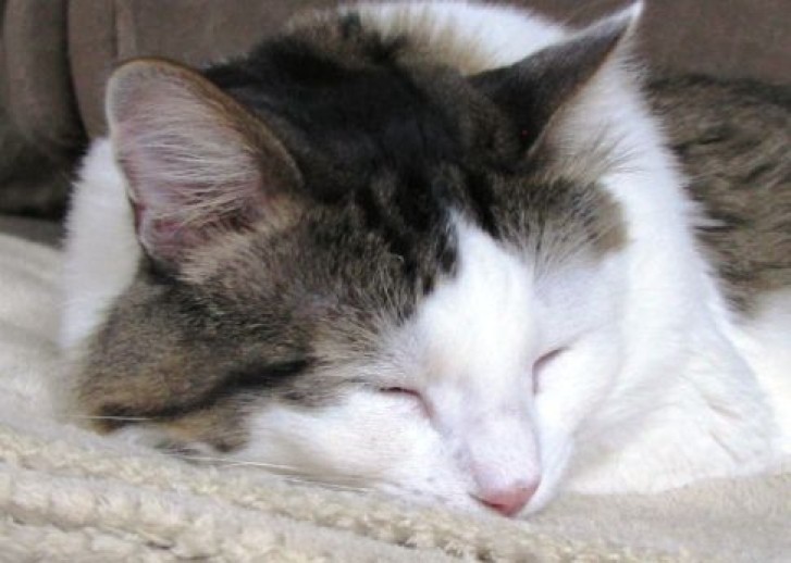 Picture of a cat / kitten / feline