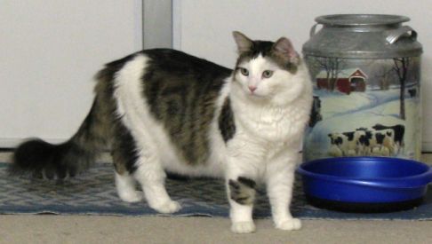 Picture of a cat / kitten / feline