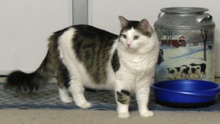 Picture of a cat / kitten / feline