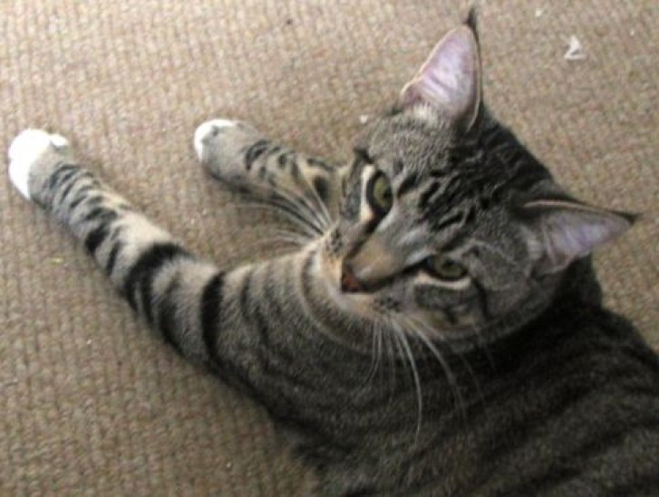 Picture of a cat / kitten / feline