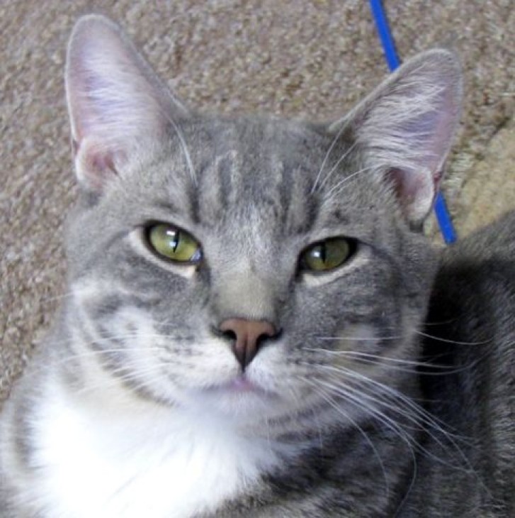 Picture of a cat / kitten / feline