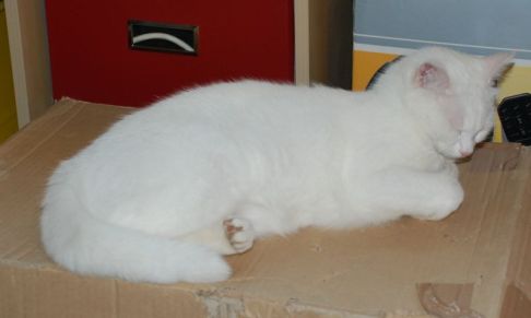 Picture of a cat / kitten / feline