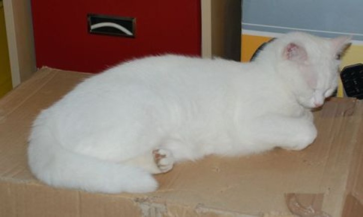 Picture of a cat / kitten / feline