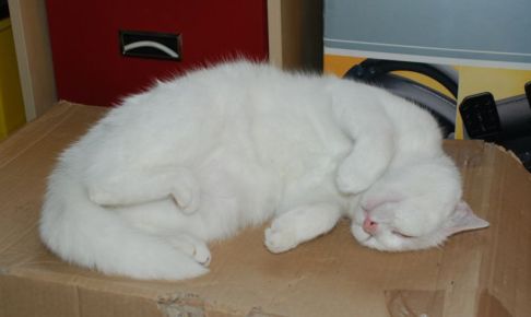 Picture of a cat / kitten / feline